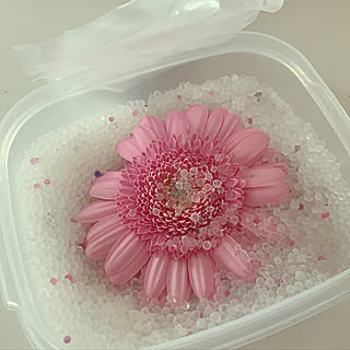 ガーベラ シリカゲルドライのおしゃれなアレンジ 飾り方のインテリア実例 Roomclip ルームクリップ