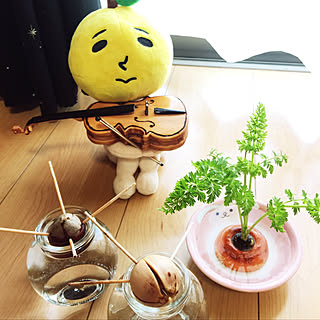 リビング/ゆず太郎/観葉植物/アボカド水栽培/アボカド栽培...などのインテリア実例 - 2018-07-02 15:50:46