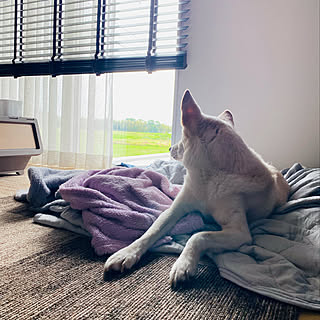 犬のいる暮らし ブラインドとレースカーテンのインテリア実例 Roomclip ルームクリップ