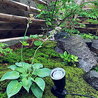 ギボウシの花のインテリア実例 Roomclip ルームクリップ