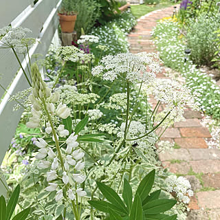 ガーデニング 北海道のおしゃれなインテリア 部屋 家具の実例 Roomclip ルームクリップ