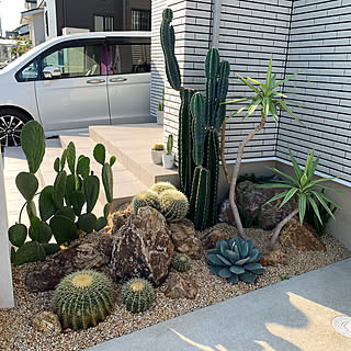 うちわサボテンのインテリア実例 Roomclip ルームクリップ うちわサボテンのインテリア実例 Roomclip ルームクリップ