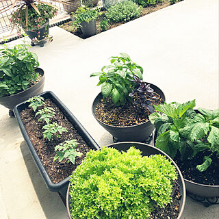 庭 プランター菜園のインテリア実例 Roomclip ルームクリップ
