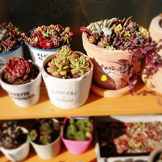 玄関/入り口/一人暮らし/賃貸インテリア/いつもいいねやコメありがとうございます♡/花のある暮らし...などのインテリア実例 - 2020-01-23 20:58:18