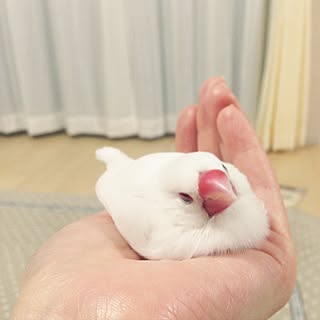 文鳥 白文鳥のインテリア実例 Roomclip ルームクリップ