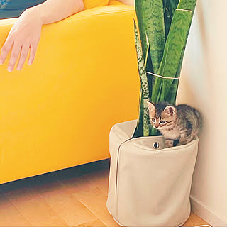 サンセベリア 猫のいる暮らしのおしゃれなアレンジ 飾り方のインテリア実例 Roomclip ルームクリップ