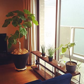 リビング/シンプルインテリア/NO GREEN NO LIFE/観葉植物/すっきり暮らしたいのインテリア実例 - 2014-09-15 11:36:12