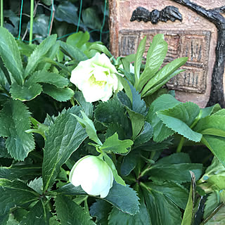 クリスマスローズ/植物のある暮らし/いいね、フォロー本当に感謝です♡/いいねと、フォローの押し逃げすみません！/壁/天井のインテリア実例 - 2020-02-24 16:52:57