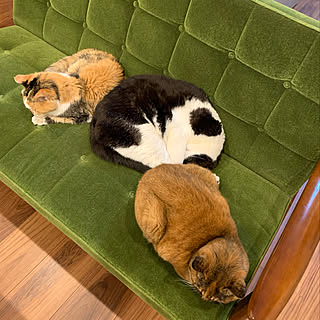 高齢猫のインテリア実例 ｜ RoomClip（ルームクリップ）