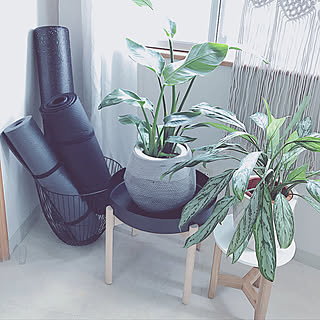 リビング アグラオネマのインテリア実例 Roomclip ルームクリップ