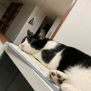 猫と暮らす/ねこと暮らす/ねこのいる暮らし/猫/ペット用腰壁...などのインテリア実例 - 2020-02-24 08:52:34