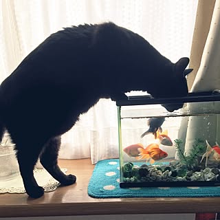 リビング/金魚さん♪/ウニ₍˄·͈༝·͈˄₎ฅ˒˒/インテリアじゃなくてゴメンなさい!のインテリア実例 - 2017-06-22 07:59:53