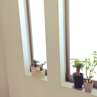 100均 ミリオンバンブーのインテリア実例 Roomclip ルームクリップ