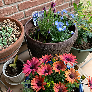 ミセバヤ新芽のインテリア実例 Roomclip ルームクリップ