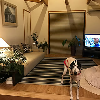 犬をダメにするクッションのインテリア実例 Roomclip ルームクリップ