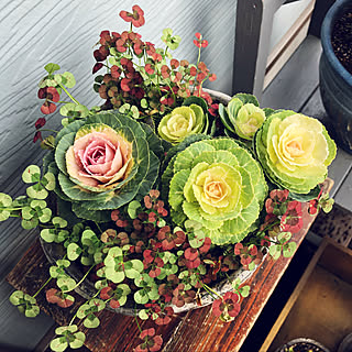 冬の寄せ植えのインテリア実例 Roomclip ルームクリップ 冬の寄せ植えのインテリア実例 Roomclip ルームクリップ