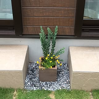 玄関/入り口/頑張れ、アカシア!(笑)/アカシアの鉢植え替え終了〜!/建売の庭造り!/いいね、コメントありがとう♡...などのインテリア実例 - 2017-05-24 19:00:59