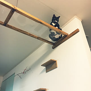 ニトリ キャットウォークdiyのインテリア 手作りの実例 Roomclip ルームクリップ