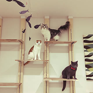 キャットウォークdiyのインテリア 手作りの実例 Roomclip ルームクリップ