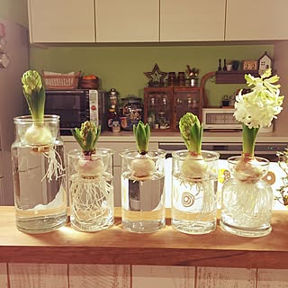 キッチン/ヒヤシンス水耕栽培/ヒヤシンスのインテリア実例 - 2015-12-22 17:32:24