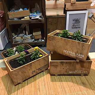 ダイソープランターのインテリア実例 Roomclip ルームクリップ