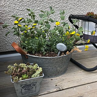 寄せ植え 花ほたるのインテリア実例 Roomclip ルームクリップ