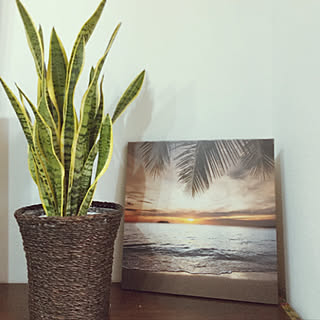 サンスベリア/ナチュラル/北欧/観葉植物/棚のインテリア実例 - 2020-01-23 19:09:10