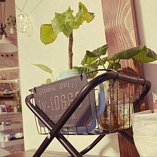 100円均一 挿し木のまとめページ Roomclip ルームクリップ