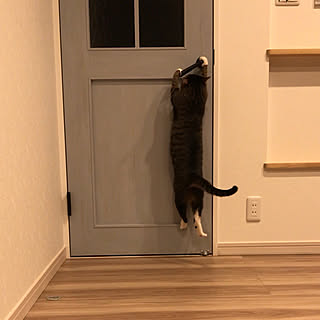 猫アレルギーのインテリア実例 Roomclip ルームクリップ 猫アレルギーのインテリア実例 Roomclip ルームクリップ