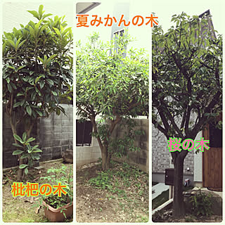 玄関/入り口/夏みかんの木/枇杷の木/桜の木/山善高枝モニター応募...などのインテリア実例 - 2018-05-18 13:10:27