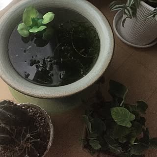 ベッド周り/宝のメダカ達( ^ิ艸^ิ゚)/誰か教えてや!/また間違えたの?(;゚Д゚)!/RCの出会いに感謝♡...などのインテリア実例 - 2017-05-23 18:35:10