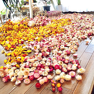 ドライフラワーのある暮らし/サンルーム/スワッグ/季節を感じる暮らし/花が好き...などのインテリア実例 - 2018-11-13 17:46:03