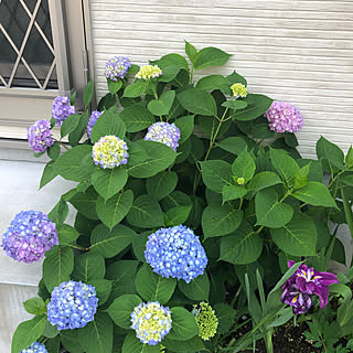 紫陽花 ウッドデッキガーデンのインテリア実例 Roomclip ルームクリップ