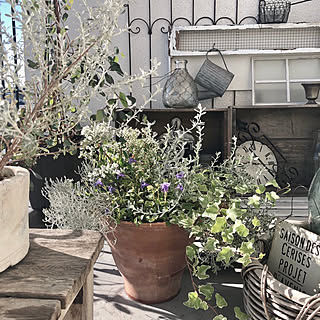 寄せ植え プラチーナのインテリア実例 Roomclip ルームクリップ