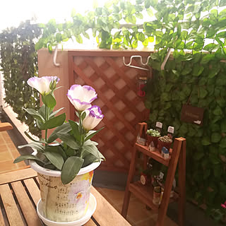 多肉植物 可愛い鉢のインテリア実例 Roomclip ルームクリップ 多肉植物 可愛い鉢のインテリア実例 Roomclip ルームクリップ