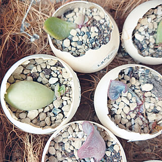 多肉植物 レズリーのおしゃれなアレンジ 飾り方のインテリア実例 Roomclip ルームクリップ 多肉植物 レズリーのおしゃれなアレンジ 飾り方のインテリア実例 Roomclip ルームクリップ