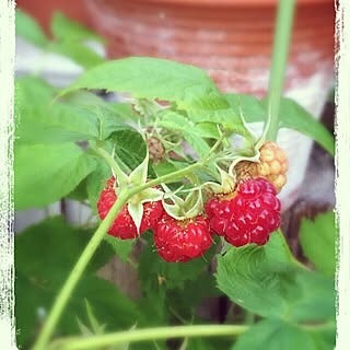 ガーデニング ラズベリーのおしゃれなインテリア 部屋 家具の実例 Roomclip ルームクリップ