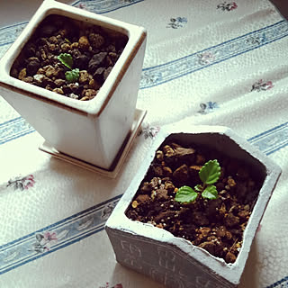 挿し木 植え替えのインテリア実例 Roomclip ルームクリップ