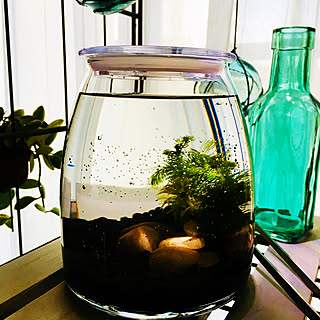 メダカ ボトルアクアのインテリア実例 Roomclip ルームクリップ