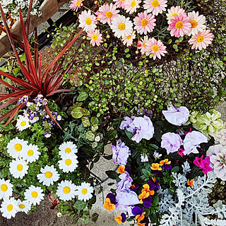 ウクライナに心を寄り添う ﾜｲﾔｰﾌﾟﾗﾝﾂはﾅｲｱｶﾞﾗの滝 笑のインテリア実例 Roomclip ルームクリップ