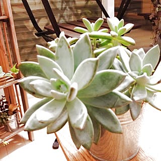 グリーン/多肉/多肉植物のインテリア実例 - 2012-09-17 08:10:52