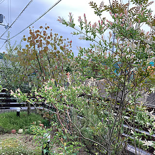 ハクロニシキのインテリア実例 Roomclip ルームクリップ