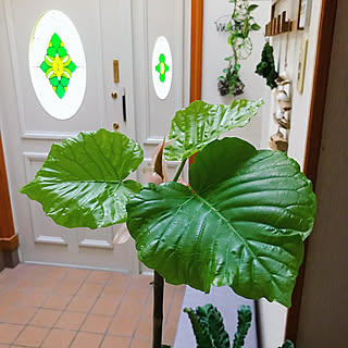 グリーンのある暮らし ウンベラータ新芽のインテリア実例 Roomclip ルームクリップ