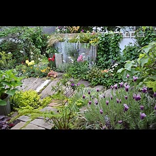 部屋全体/見沼クラフト/庭/植物/hana...などのインテリア実例 - 2014-05-07 12:29:44