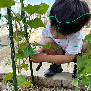 きゅうり こどもと暮らす のインテリア実例 Roomclip ルームクリップ