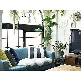 リビング/観葉植物/中古住宅/インスタ→kiki_nekko/グリーンのある暮らし/植物のある暮らし...などのインテリア実例 - 2018-03-23 15:13:17