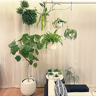 観葉植物 オリヅルラン ボニーのインテリア実例 Roomclip ルームクリップ