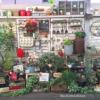 リビング/NO GREEN NO LIFE/寄せ植えリース/多肉植物/クリスマス...などのインテリア実例 - 2016-11-19 08:48:31