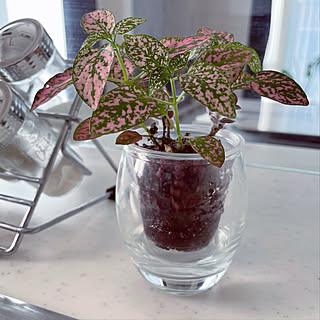 ヒポエステスのお花のインテリア実例 Roomclip ルームクリップ