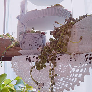 グリーンネックレスの花が咲きましたのインテリア実例 Roomclip ルームクリップ